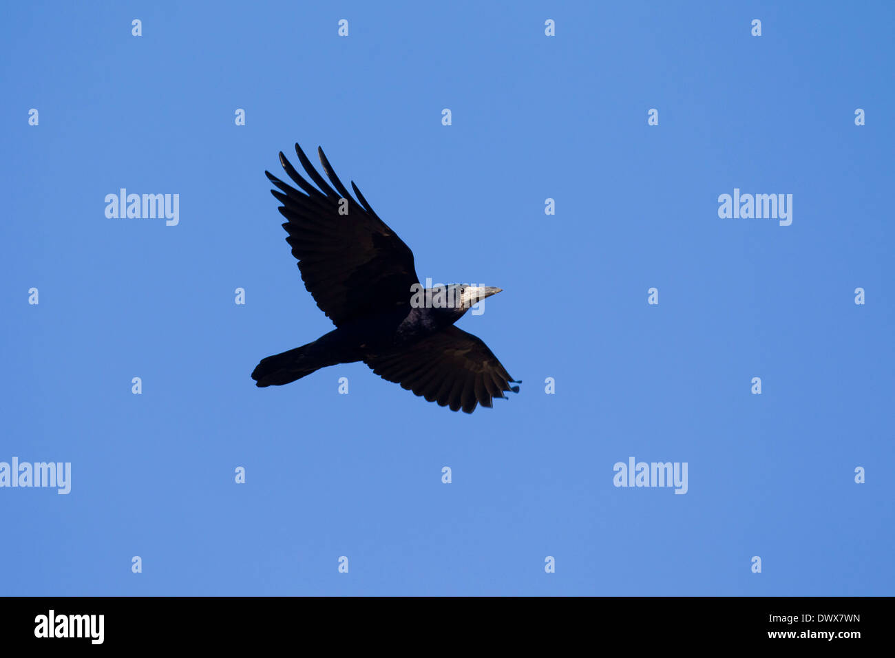 Rook (Corvus frugilegus) in volo contro il cielo blu Foto Stock