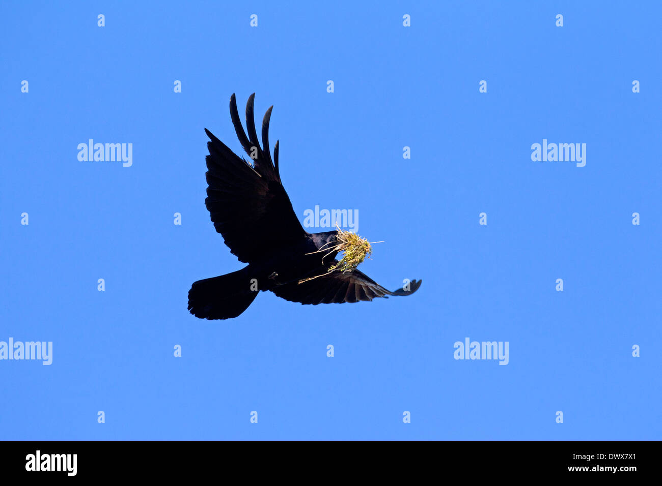 Rook (Corvus frugilegus) in volo con moss nel becco come materiale di nidificazione per la nidificazione Foto Stock
