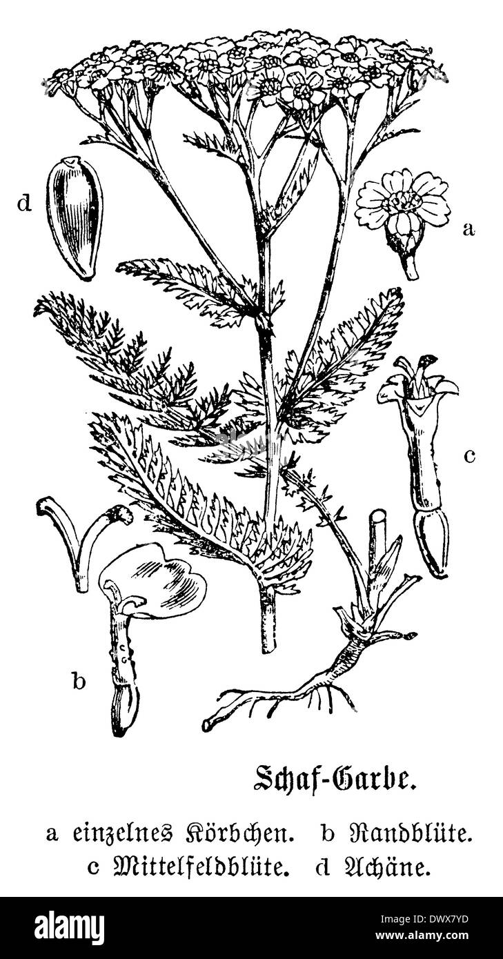 Achillea millefolium illustrazione botanica immagini e fotografie stock ...