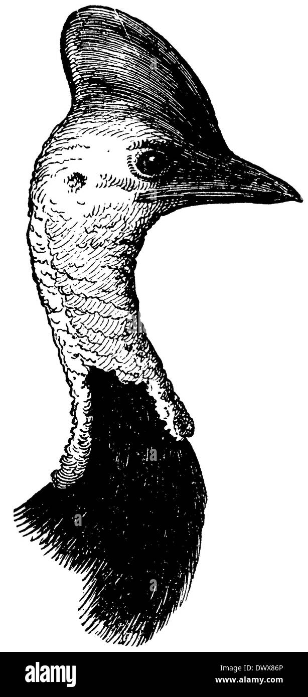 Casuarius Foto Stock