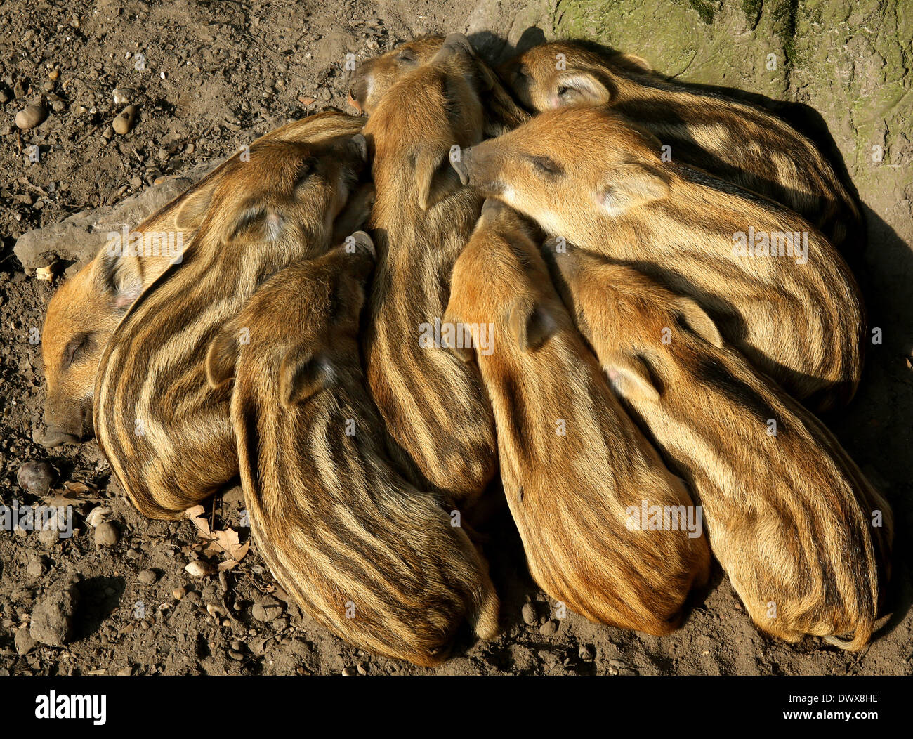 Krefeld, Germania. Xiv Mar, 2014. Nove i cinghiali porcellini prendere il sole presso la Huelser Berg Game Reserve in Krefeld, Germania, 14 marzo 2014. I suinetti nati tre settimane fa. Foto: ROLAND WEIHRAUCH/dpa/Alamy Live News Foto Stock