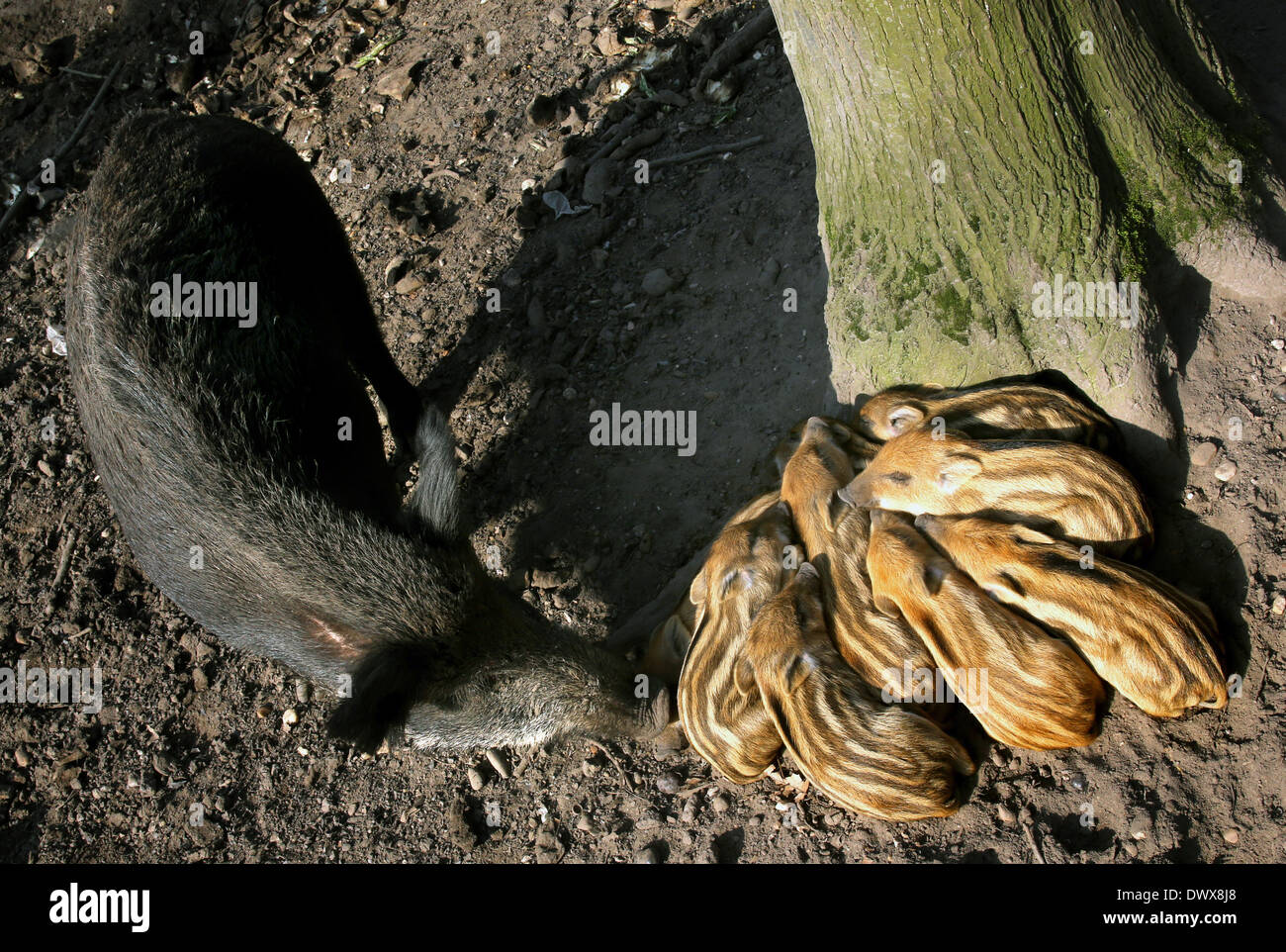 Krefeld, Germania. Xiv Mar, 2014. Il cinghiale di suinetti di prendere il sole presso la Huelser Berg Game Reserve in Krefeld, Germania, 14 marzo 2014. I suinetti nati tre settimane fa. Foto: ROLAND WEIHRAUCH/dpa/Alamy Live News Foto Stock