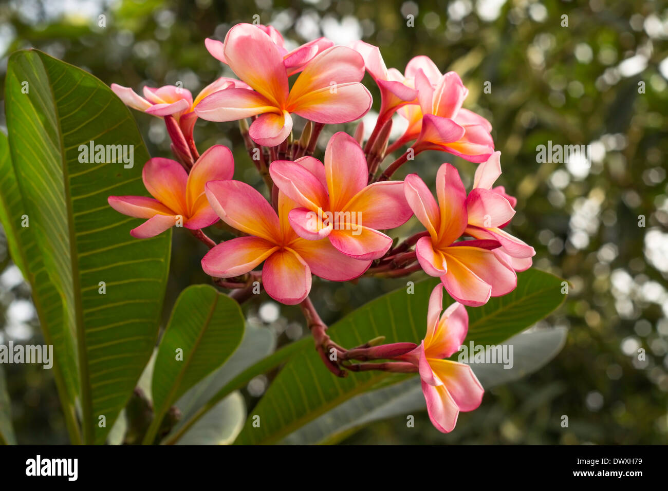 Blooming frangipani fiori e boccioli nel giardino estivo. Foto Stock