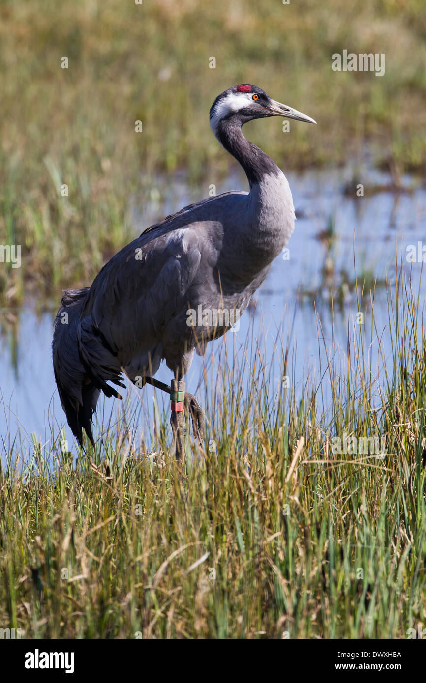 Una gru a SLIMBRIDGE WWT Foto Stock