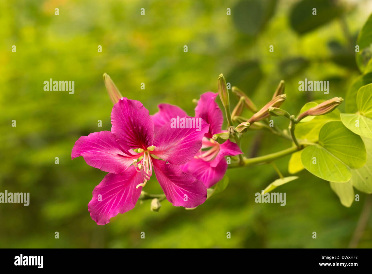 Bauhinia fiore con foglia verde sullo sfondo,è hong kong orchid tree Foto Stock