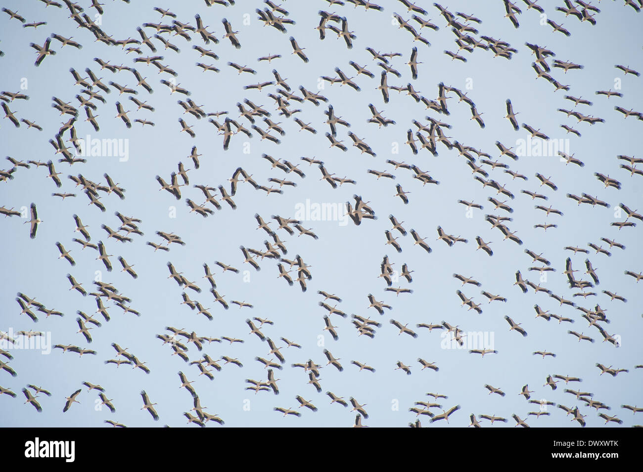 Grande gregge di migrazione di cicogne bianche Ciconia ciconia volare nel cielo Foto Stock