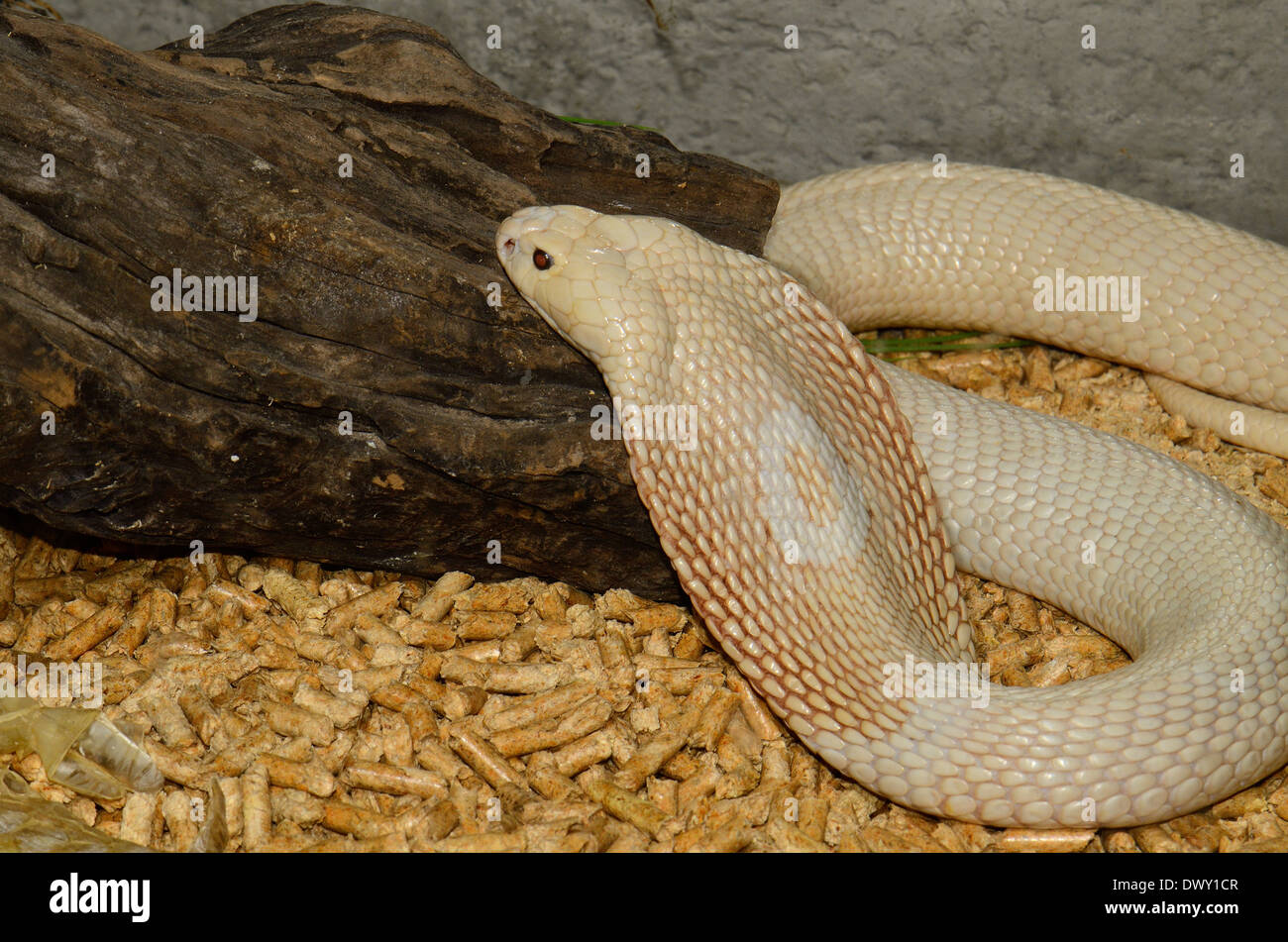 Bella albino Monocellate Cobra (Naja kaouthia) nel terrarium Foto Stock