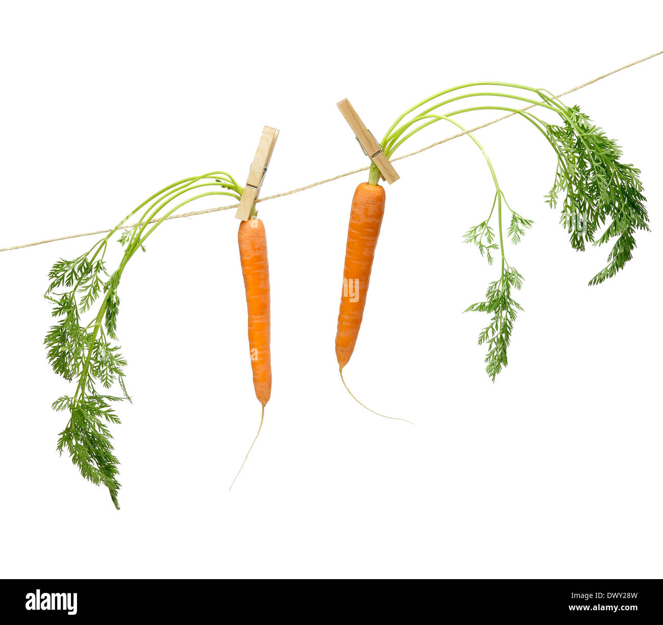 Due carote appeso a una fune contro white Foto Stock