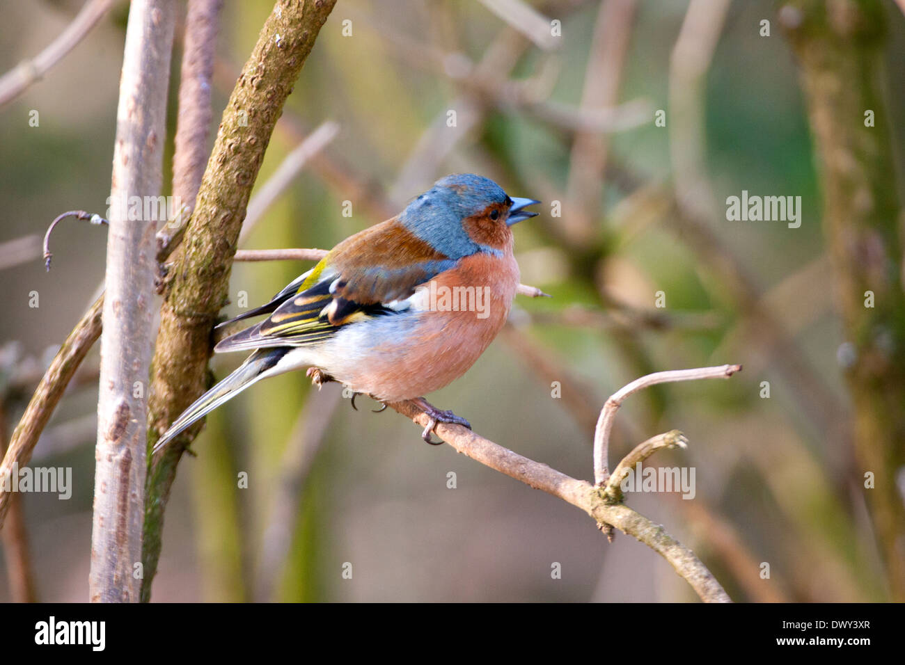 Fringuello uccello maschio Foto Stock