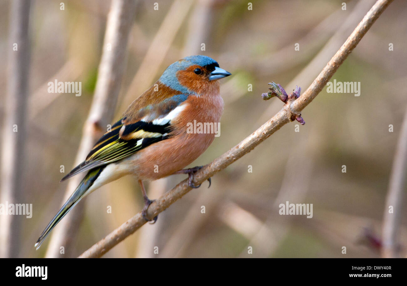 Fringuello uccello maschio Foto Stock