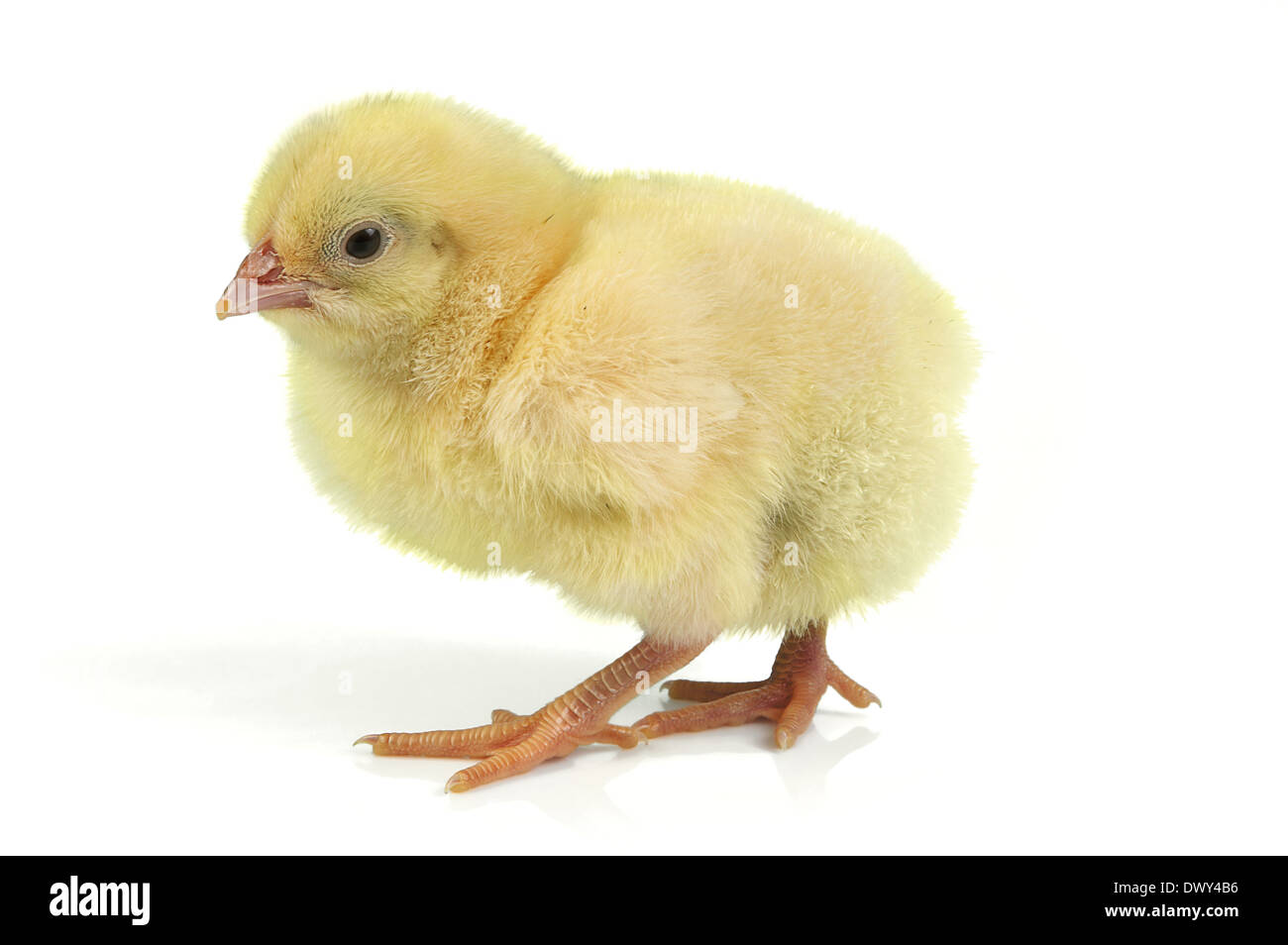 Morbido e soffice pulcino di pasqua, solo 24 ore vecchie, contro uno sfondo bianco Foto Stock