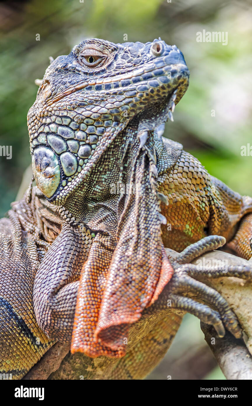 Chiudere verticale fino di lucertola, Iguana Iguana iguana, crogiolandosi al sole, spazio di copia Foto Stock