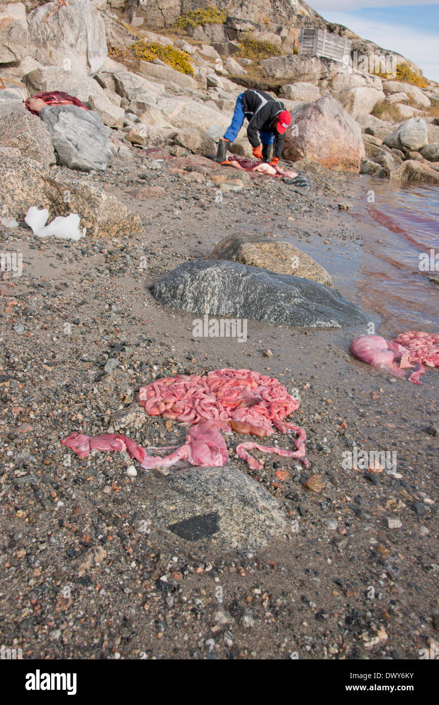 La Groenlandia, Nuussuaq Penisola, baia di Disko, Qaasuitsup comune, Saqqaq (aka Sarqaq o Solsiden). I pescatori locali con guarnizione di tenuta. Foto Stock