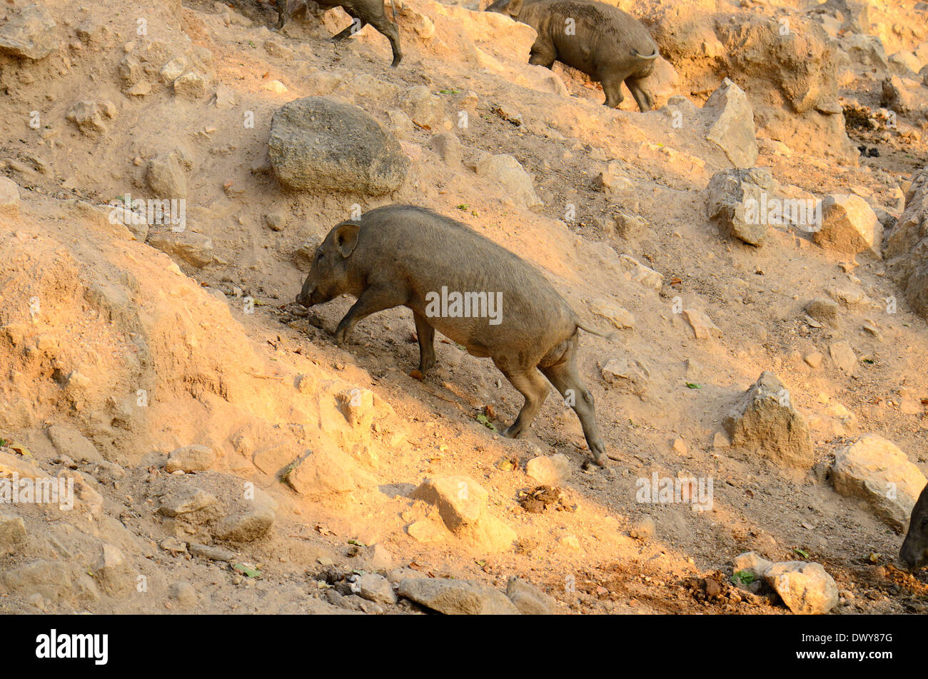 Bella Eurasian maiale selvatico (Sus) scorfa che vivono nella foresta thailandese Foto Stock