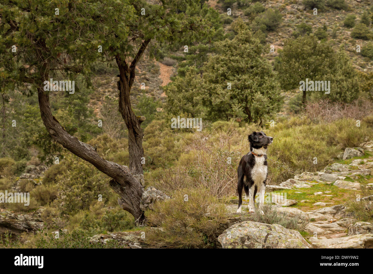 Border Collie cane sul percorso roccioso sotto un twisted vecchio albero nella foresta di Tartagine vicino Mausoleo in Corsica Foto Stock