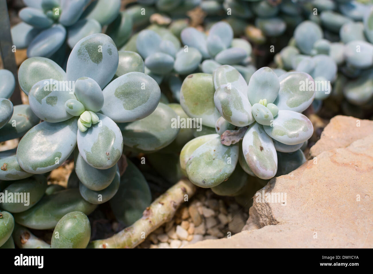 Le Pietre di luna, pachyphytum oviferum, a piante succulente con spesse, paffuto, arrotondato, look naturale per il Messico. Foto Stock