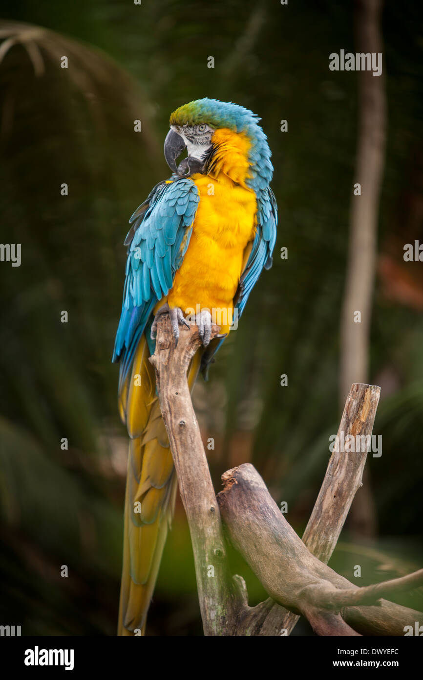 Un blu-giallo Macaw è raffigurato in Sant'Agostino Alligator farm, Florida Foto Stock