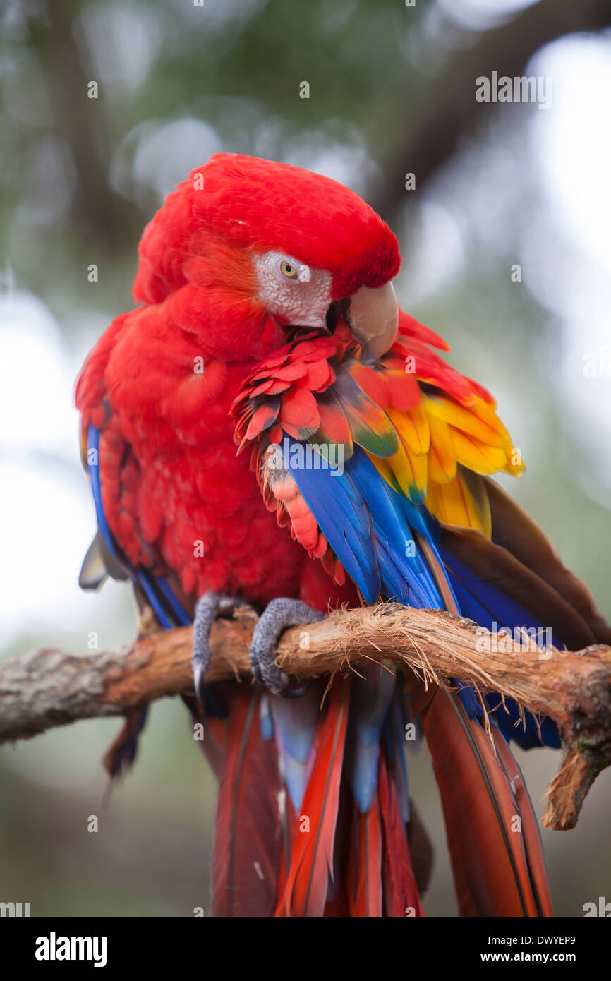 Un green winged macaw è visibile a livello di farm di alligatore Zoological Park di St. Augustine, Florida Foto Stock