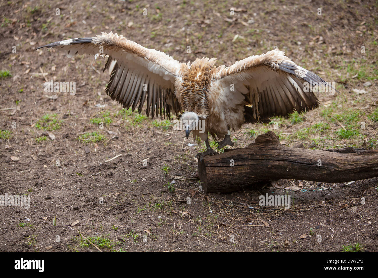 Un avvoltoio del capo è raffigurato a fattoria di alligatore Zoological Park di St. Augustine, Florida Foto Stock