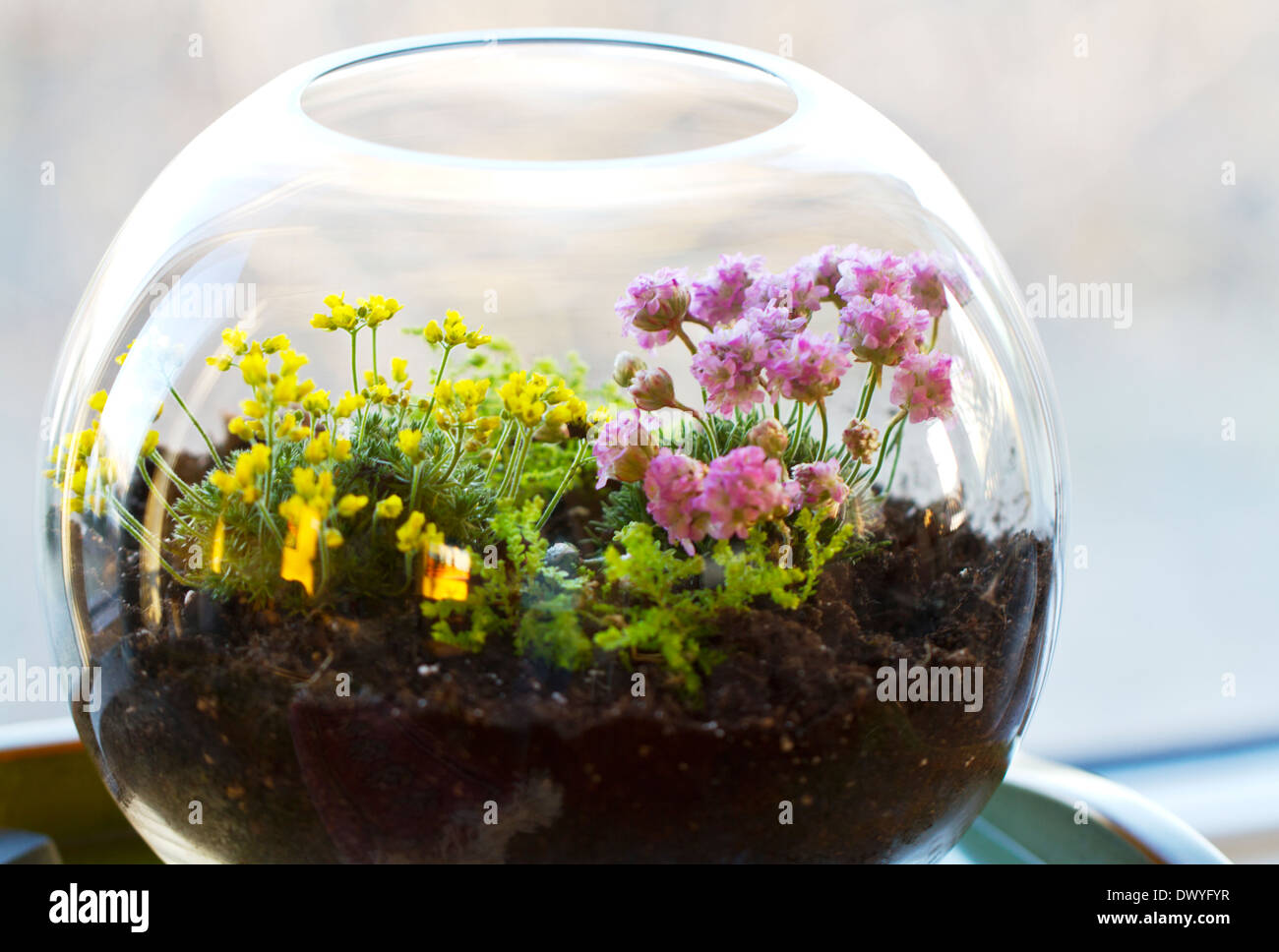 Un piccolo terrario in vetro con piante all'interno Foto stock - Alamy