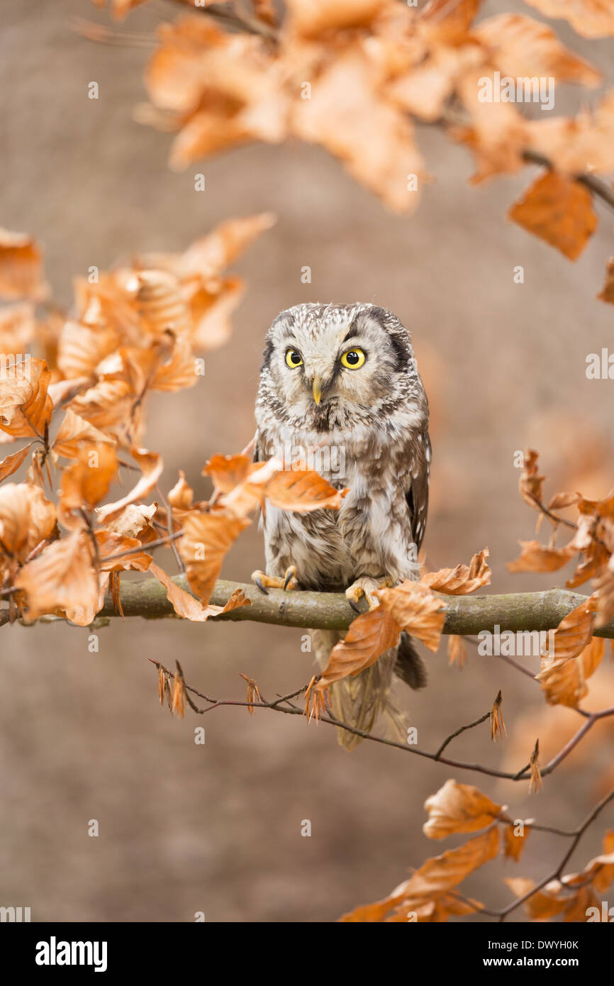 Close-up di un gufo boreale (Aegolius funereus) appollaiato su un ramo di un Europeo di faggio (Fagus sylvatica) Foto Stock