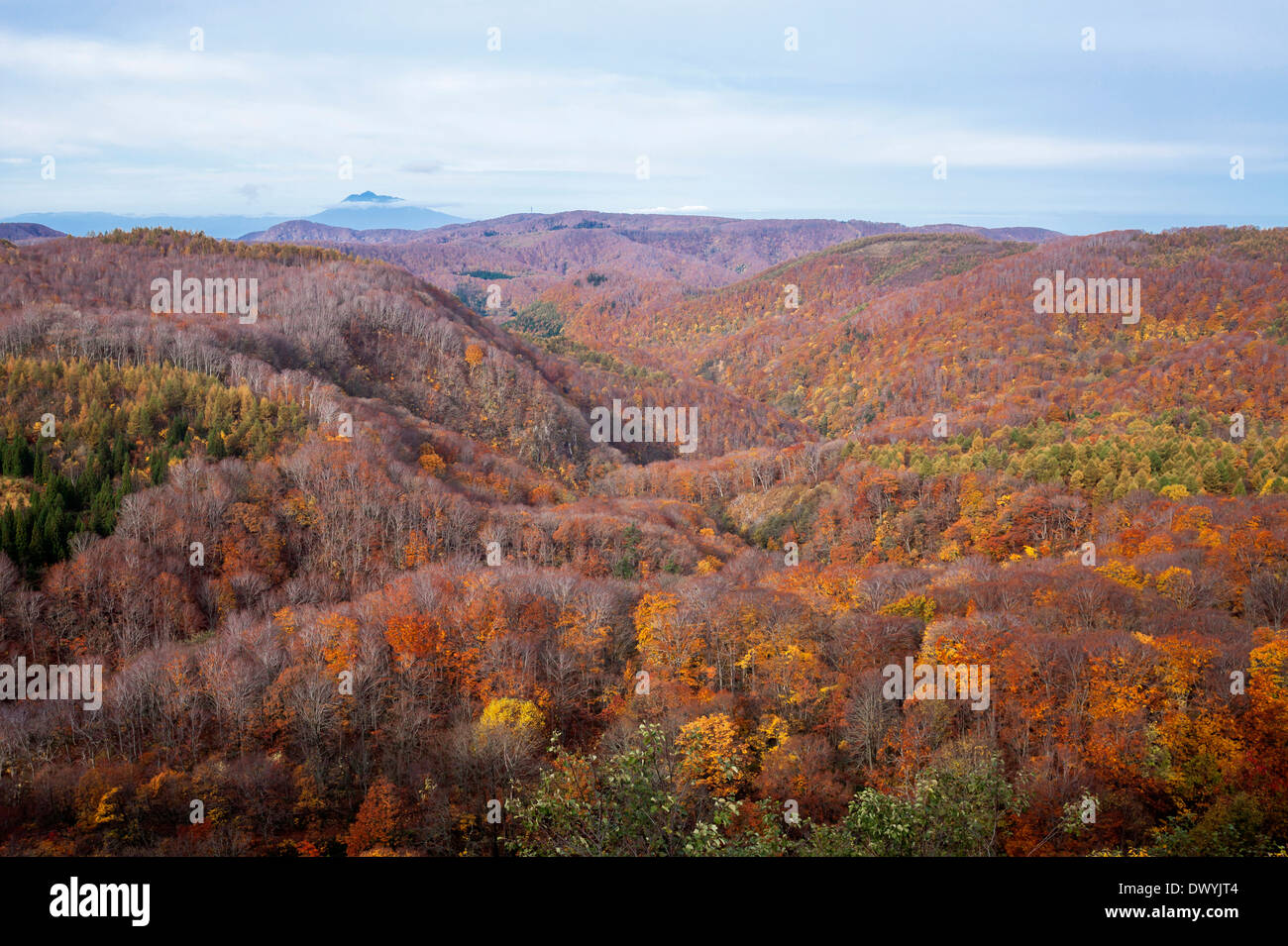 Vista autunnale di Hakkoda montagne, nella prefettura di Aomori, Giappone Foto Stock