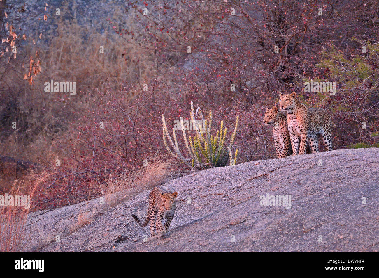 Indian Leopardi (Panthera pardus fusca) nel terreno roccioso di Jawai Dam santuario, Rajasthan, India Foto Stock