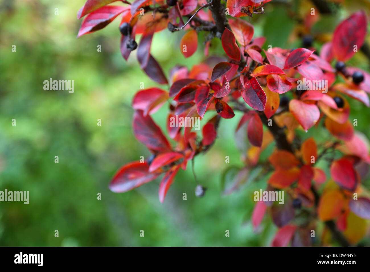 Colori d'Autunno colori decorativi foglie di bush Foto Stock