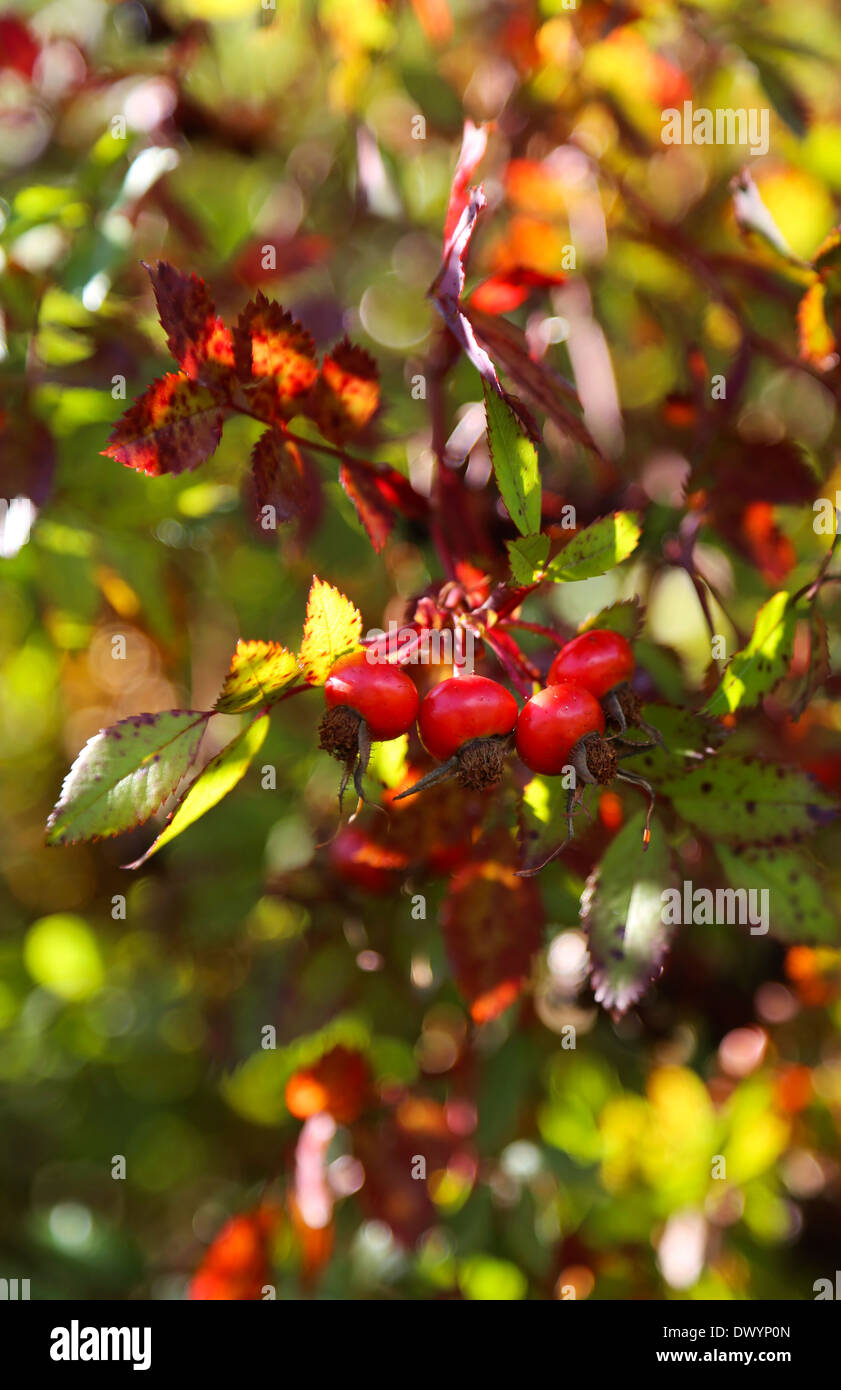 Boccola decorativo in autunno colori con la luce solare Foto Stock