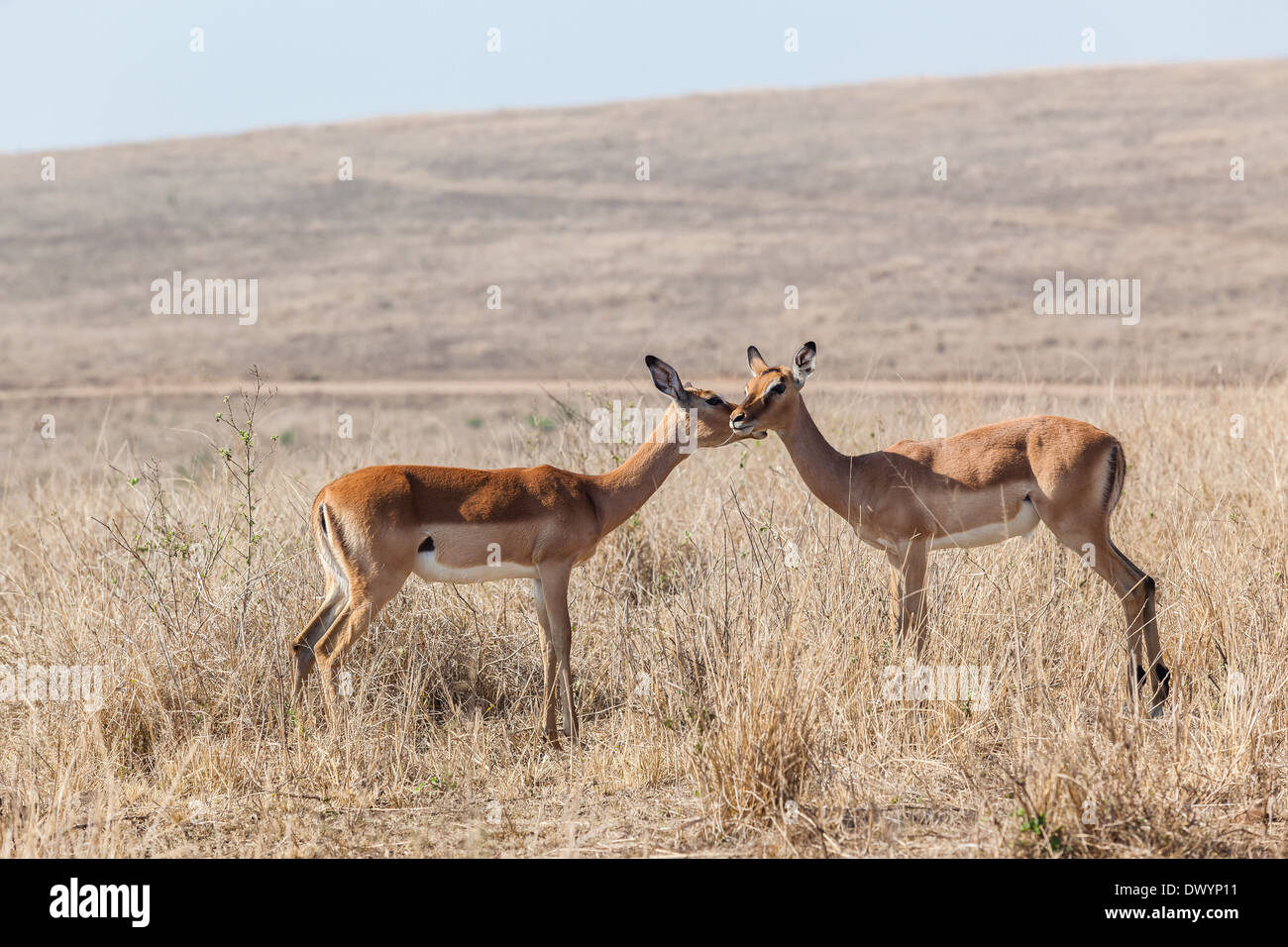 Il Buck impala animali che mostrano gli affetti con collo capo sfregamento in Wildlife Park. Foto Stock
