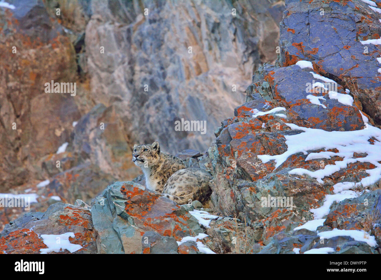 Snow Leopard (Panthera uncia o Uncia uncia) in appoggio su una coperta lichene rock in Hemis national park, Ladakh, India Foto Stock