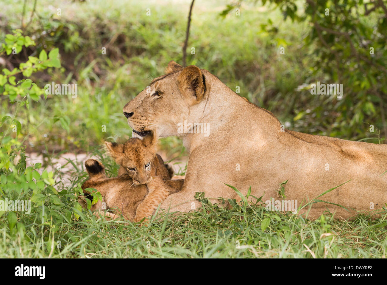 Leonessa con cuccioli (Panthera leo) Foto Stock