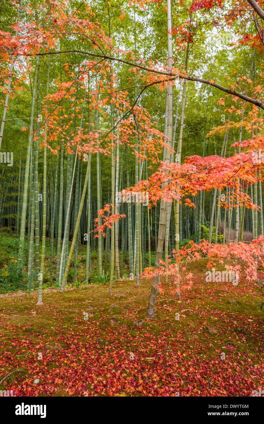 Vista autunnale di alberi e il Boschetto di bambù a Kyoto, Giappone Foto Stock