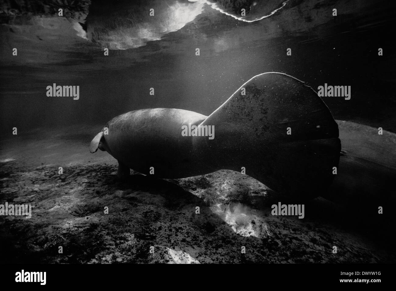 Lamantino nuoto in Crystal River, Florida, Stati Uniti d'America Foto Stock