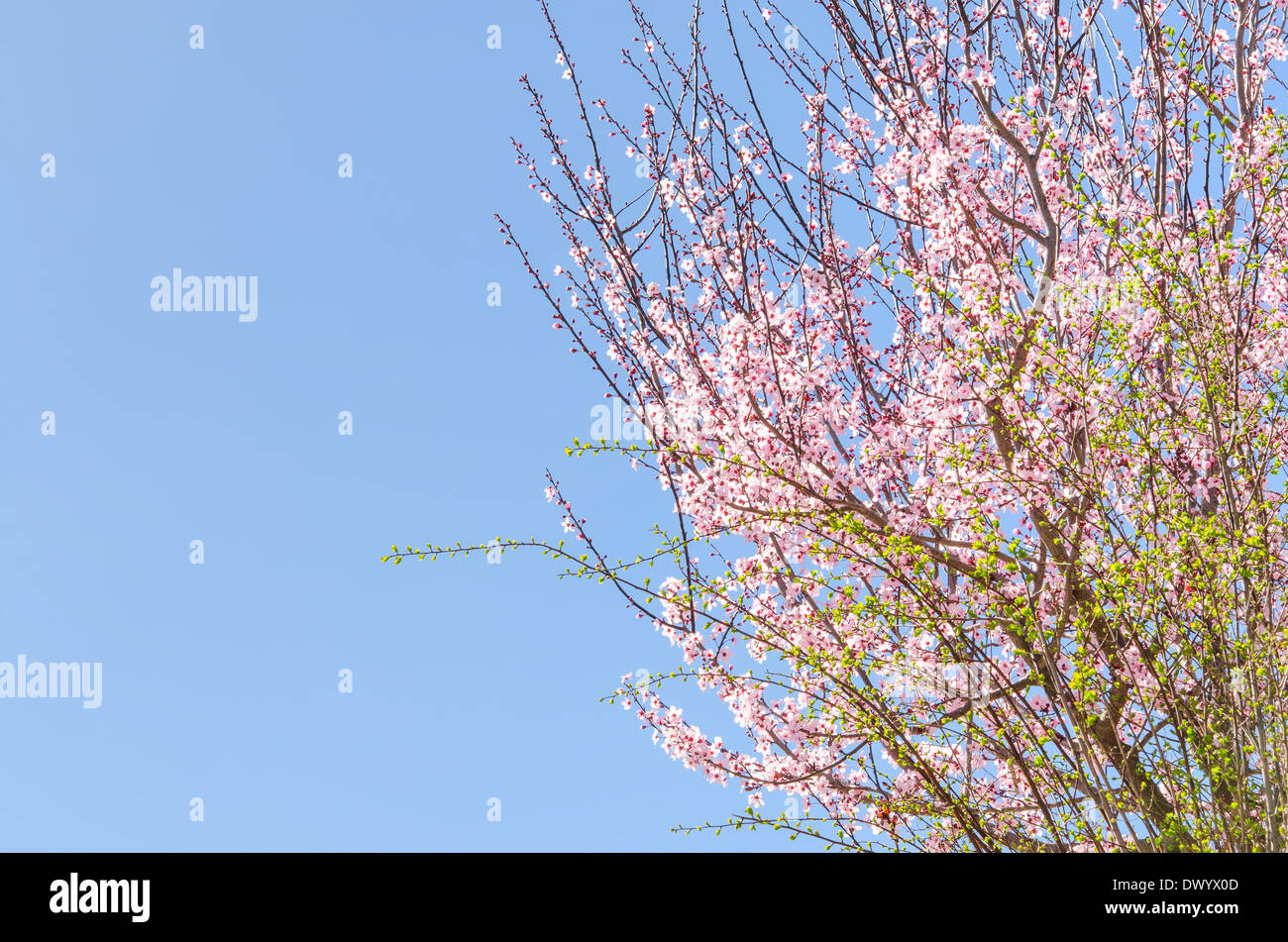 Fioritura di primavera rosa sakura ciliegio contro il cielo blu Foto Stock