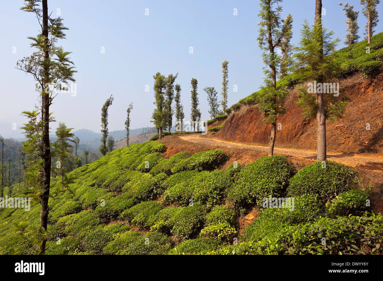 La piantagione di tè paesaggio delle colline di Wayanad, Kerala, in India del Sud con terra rossa e seta alberi di quercia. Foto Stock
