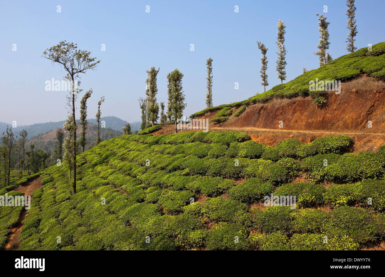 Coperto di tè verde paesaggio delle colline di Wayanad in Kerala, nell India meridionale Foto Stock