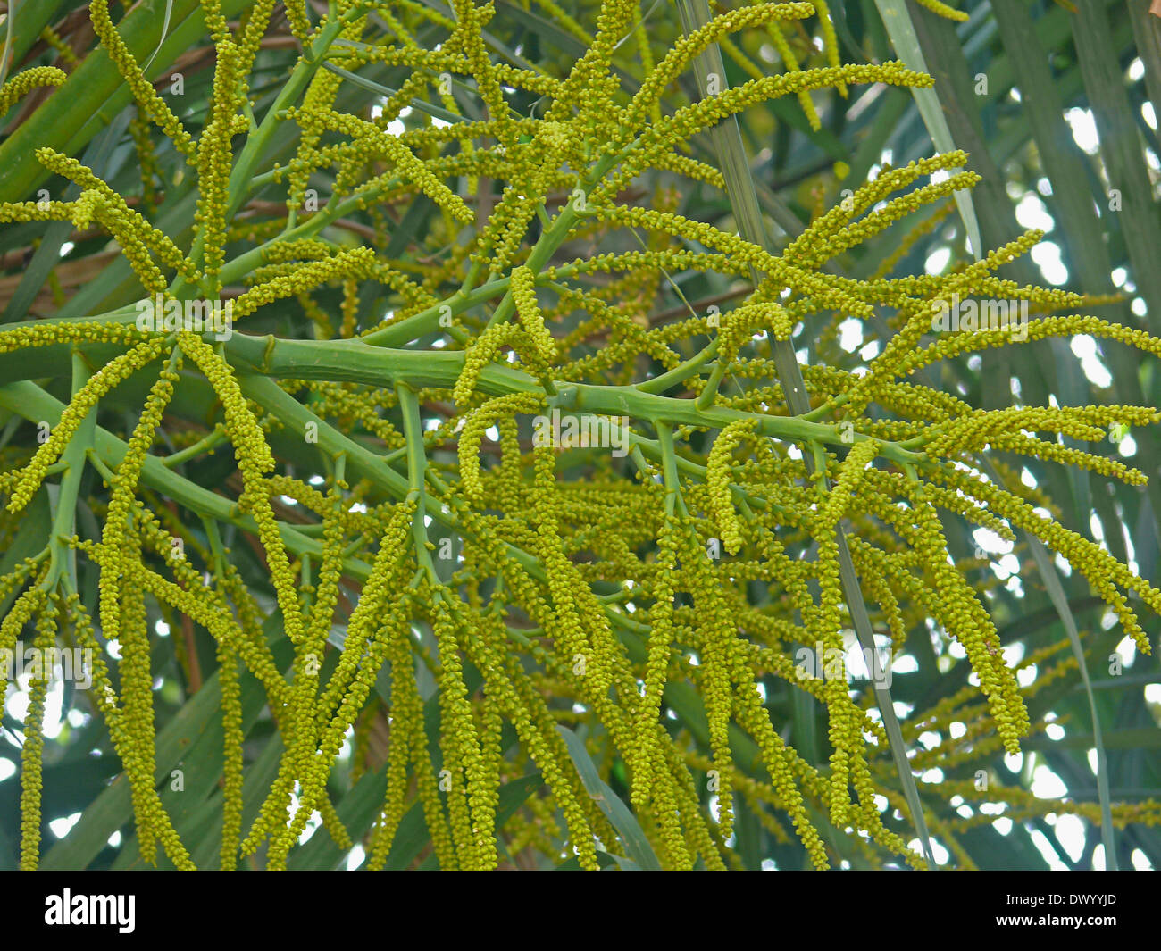 Frutti di Chrysalidocarpus lutescens, Areca Palm, Golden Palm di canna, giallo bambù Palm, Giallo farfalla Palm Foto Stock