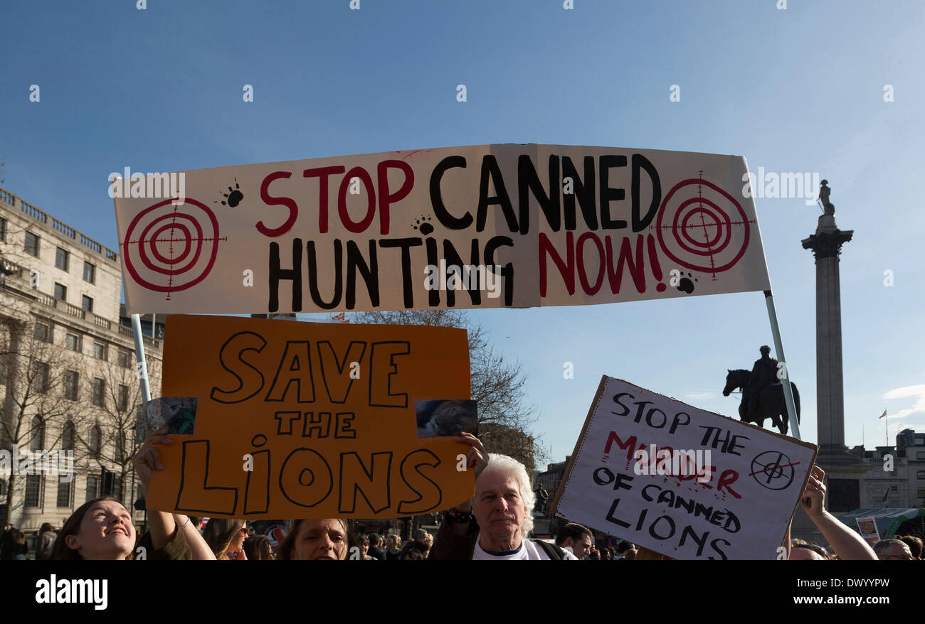 Trafalgar Square, Londra, Regno Unito, 15 marzo 2014. Global March per i Lions, a proteste di massa nelle principali città di tutto il mondo contro la organizzato conserve di caccia dei leoni. Credito: Colin Hutchings/Alamy Live News Foto Stock
