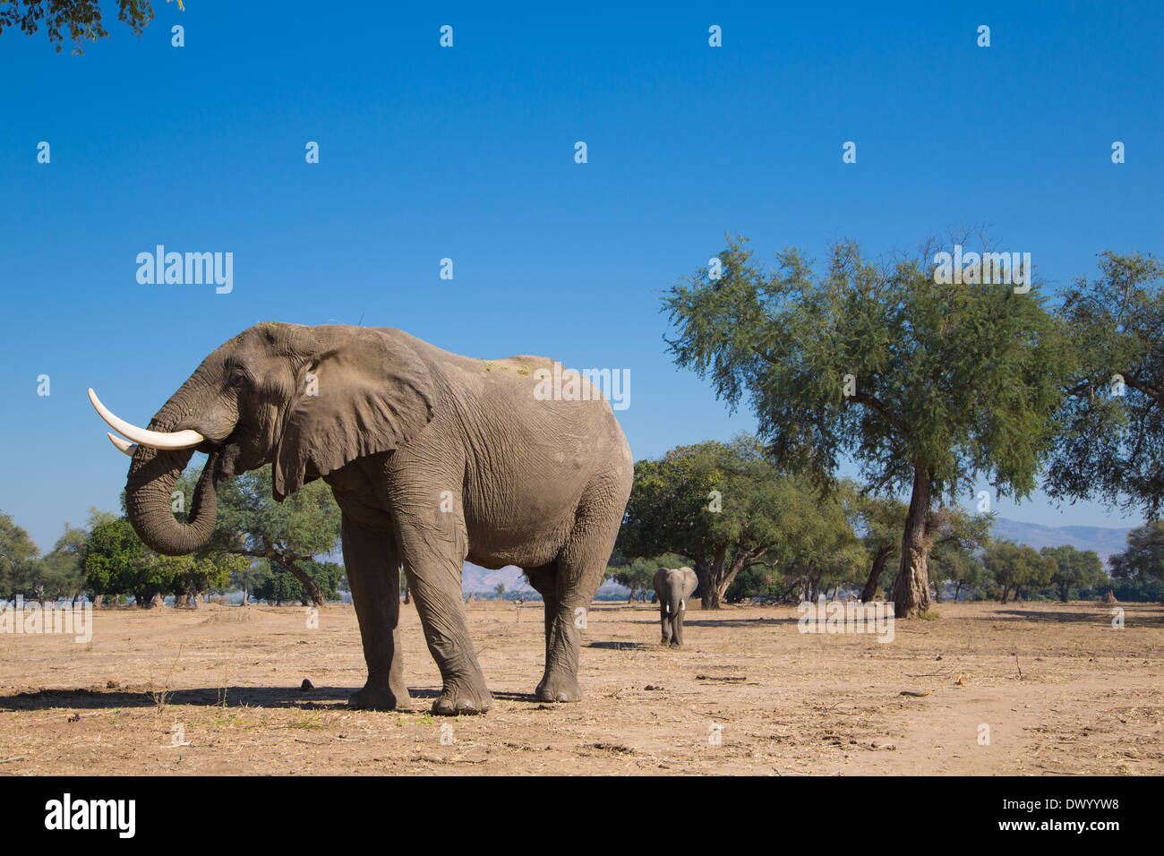 Elefante africano bull (Loxodonta africana) mangiare Foto Stock