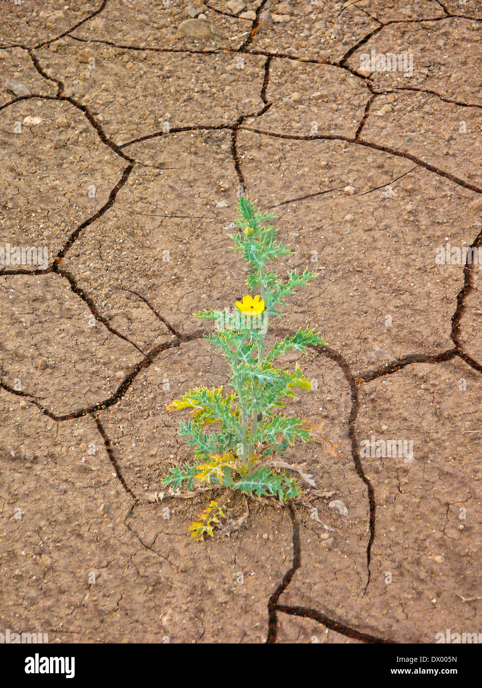 Impianto di argemone mexicana L., Papaveraceae in terra Aried, Concept Foto Stock