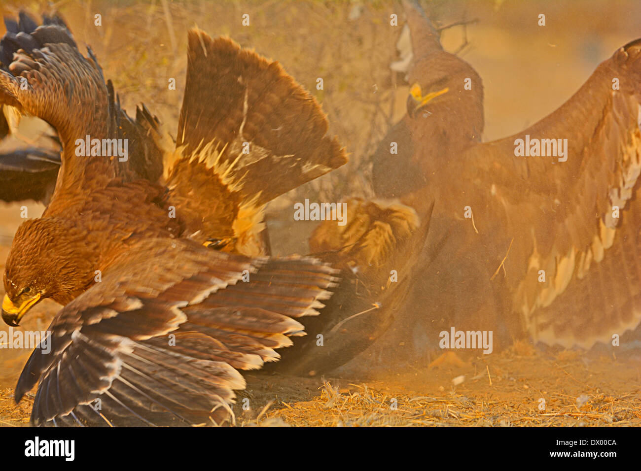 Steppa aquile (Aquila nipalensis) combattere su un avanzi di cibo nel Rajasthan, India Foto Stock