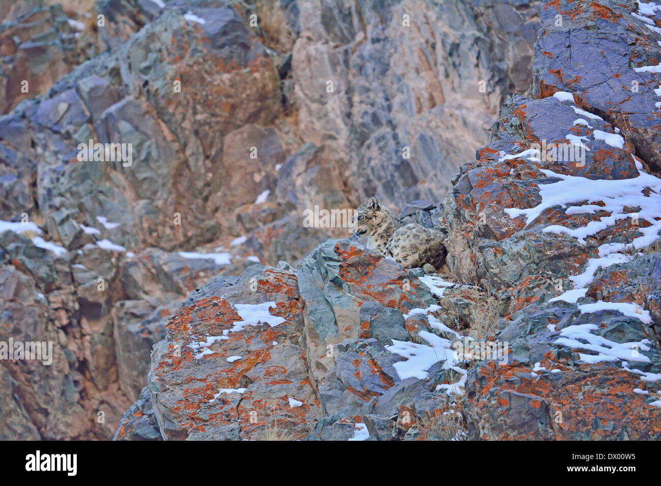 Snow Leopard (Panthera uncia o Uncia uncia) in appoggio su una coperta lichene rock in Hemis national park, Ladakh, India Foto Stock