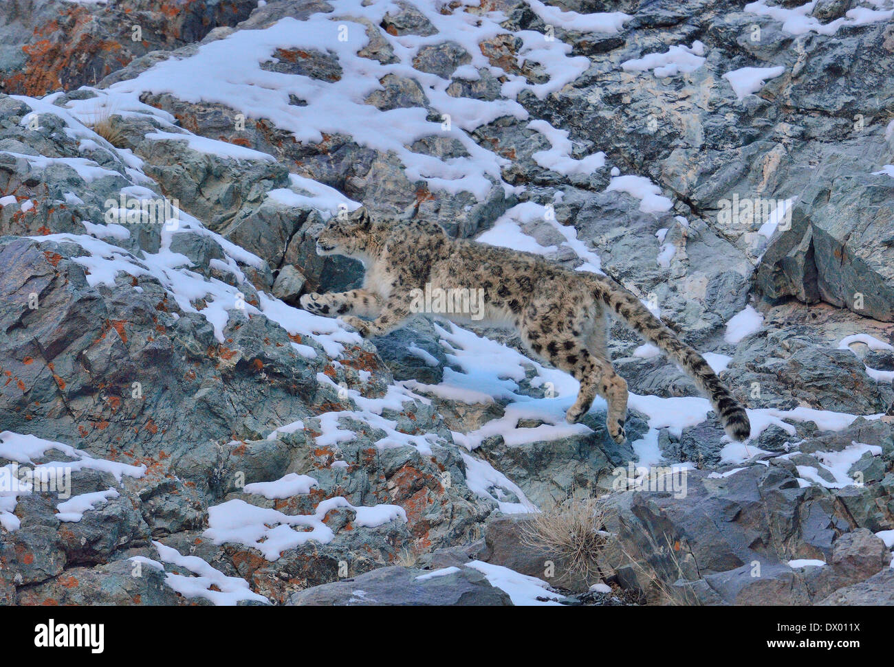 Snow Leopard (Panthera uncia o Uncia uncia) saltando su pendii rocciosi in Hemis national park, Ladakh, India Foto Stock