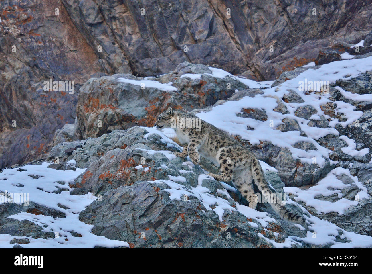 Snow Leopard (Panthera uncia o Uncia uncia) passeggiate sui pendii rocciosi in Hemis national park, Ladakh, India Foto Stock