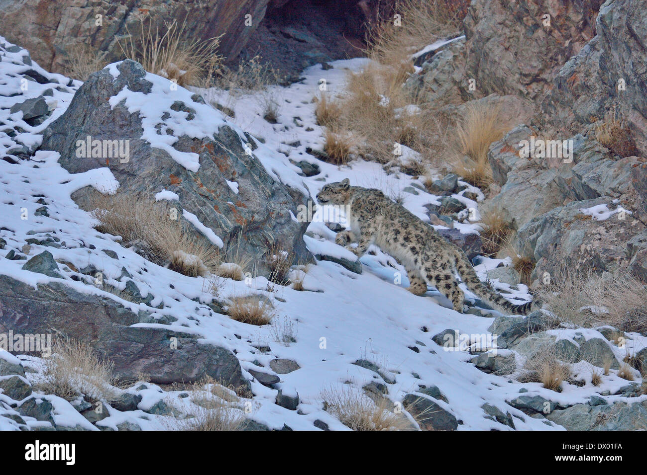 Snow Leopard (Panthera uncia o Uncia uncia) passeggiate sui pendii rocciosi in Hemis national park, Ladakh, India Foto Stock