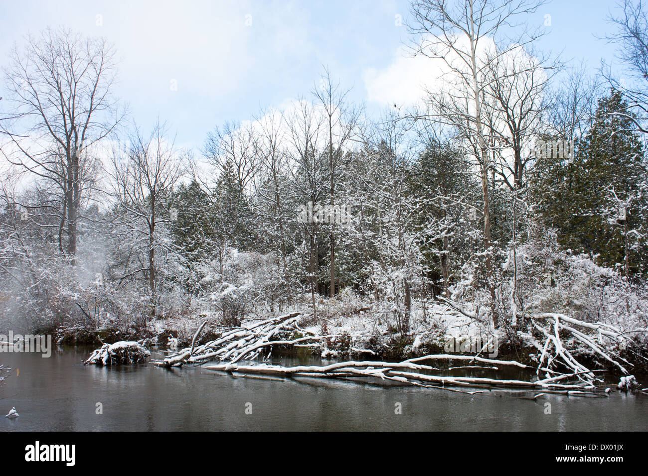 Snowy gelo invernale si aggrappa per gli alberi e il paesaggio lungo la riva del fiume di Medway creek in questo ESA in London Ontario Foto Stock