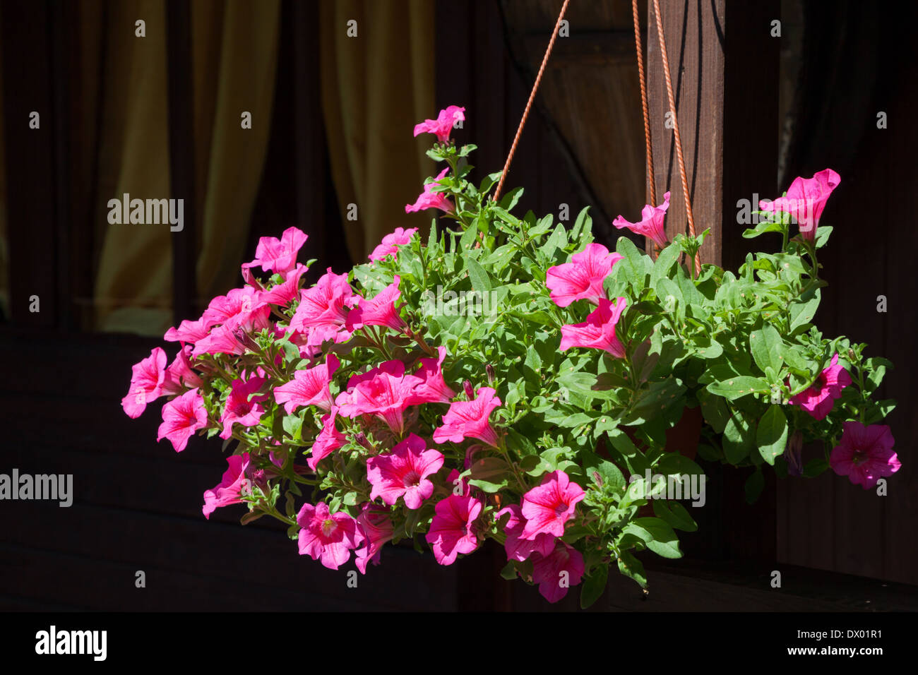 Vaso con fiori all'aperto Foto Stock