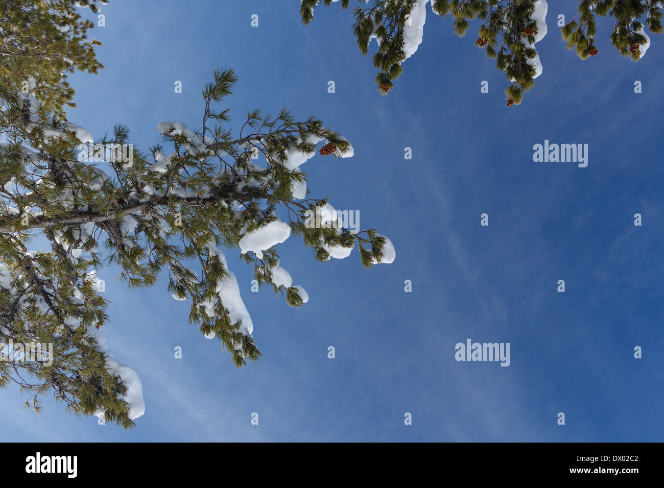 Rami di pino coperto di neve sul cielo blu sullo sfondo Foto Stock