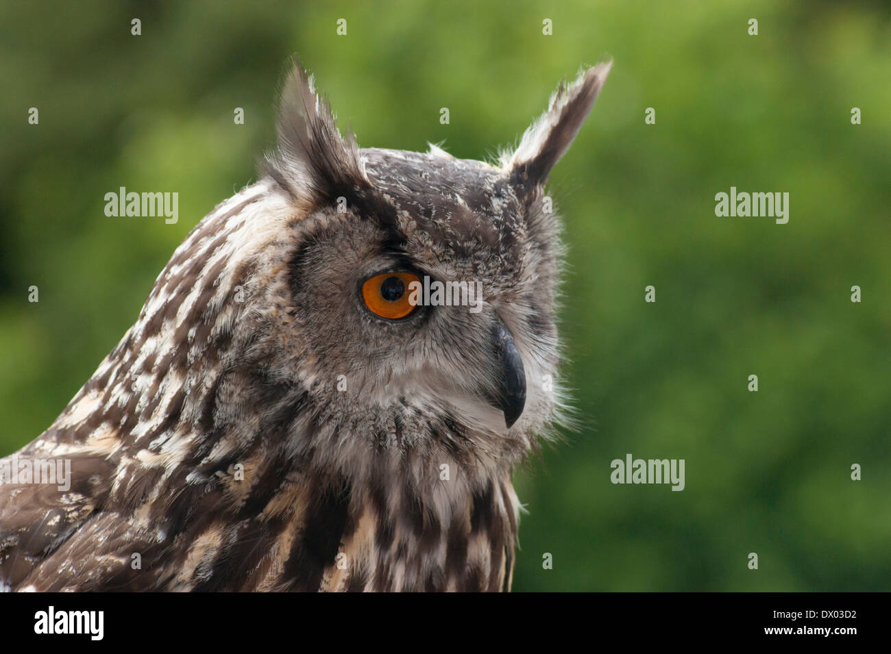 Il gufo ritratto a Muncaster Castle, Cumbria, Inghilterra Foto Stock
